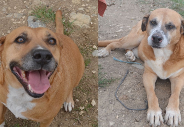 Romeu e a Julieta