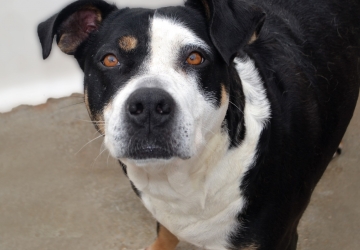 Thora
