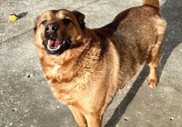 Benji