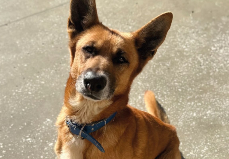Bolt