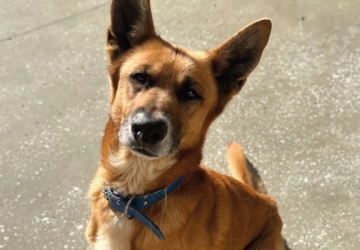 Bolt