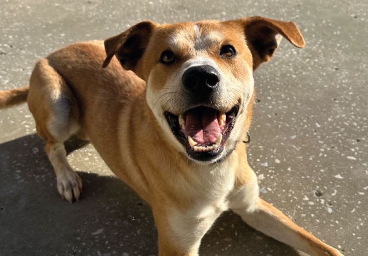 Koda