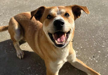 Koda